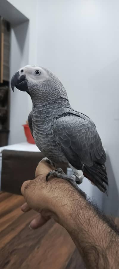 grey parrot tame talking & blue n gold macaw chick available