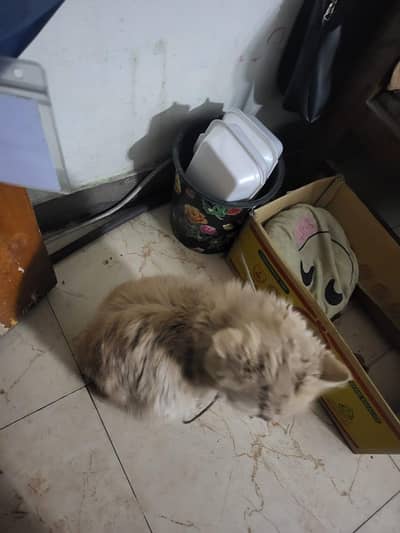 persian male cat . . . for breed