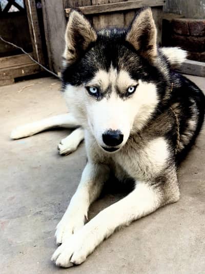 Two Siberian Husky Female For Sale