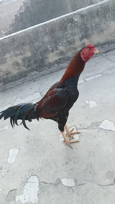 Aseel hens murga murgi patha pathi chicks add 03094157574 plz