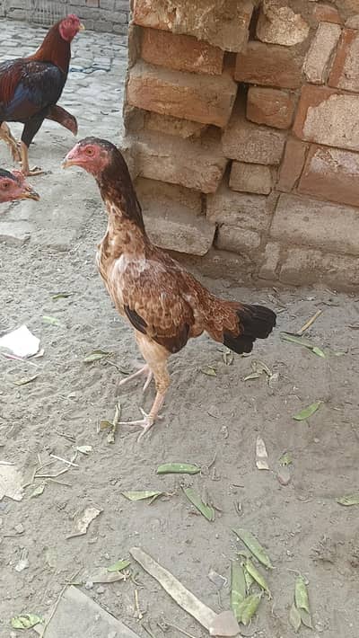 Aseel hens murga murgi patha pathi chicks add 03094157574 plz