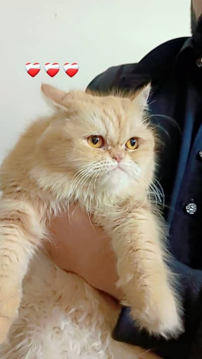 Punch face cat for sale