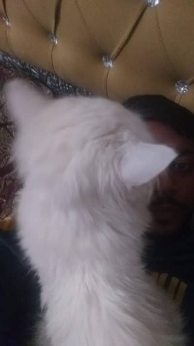 14000 sale home cat Persian