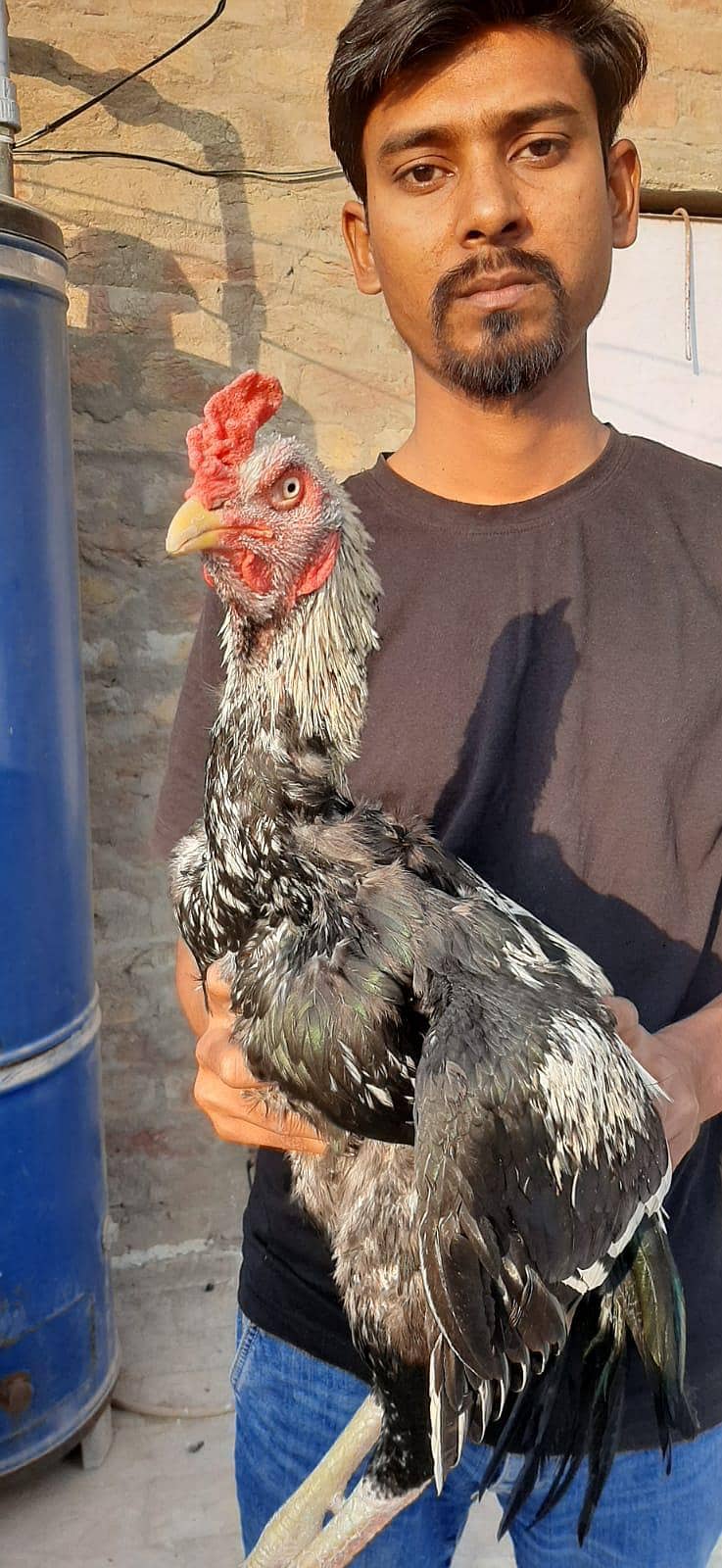 Java Aseel jumbo size 0