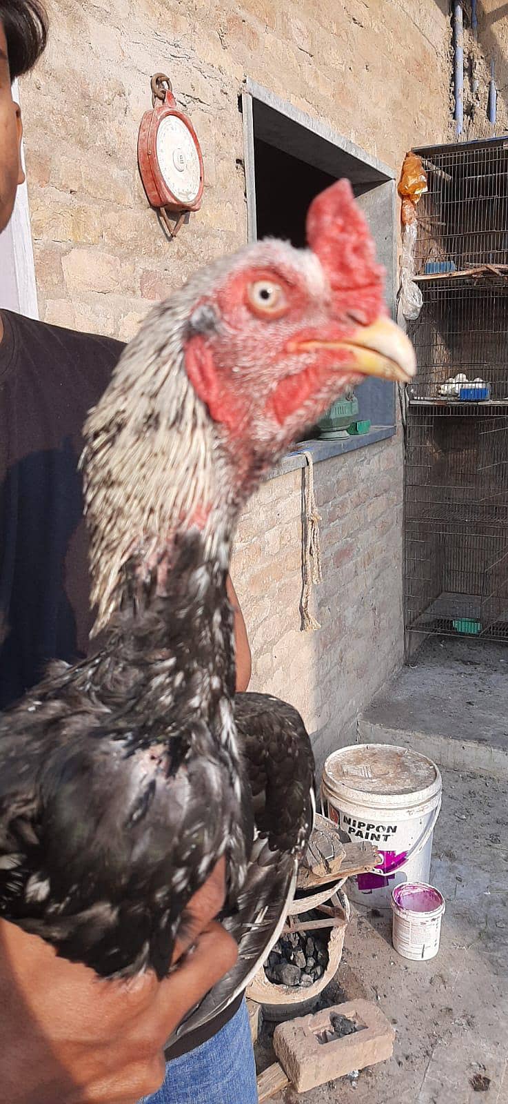 Java Aseel jumbo size 1