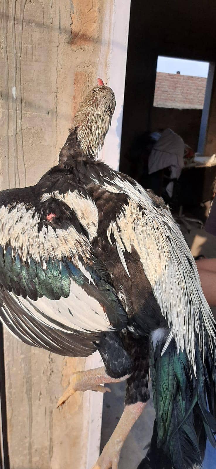 Java Aseel jumbo size 2