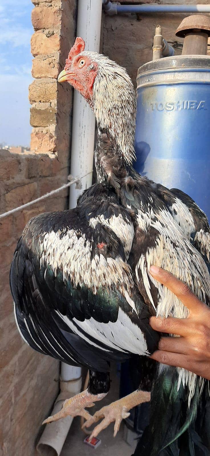 Java Aseel jumbo size 3