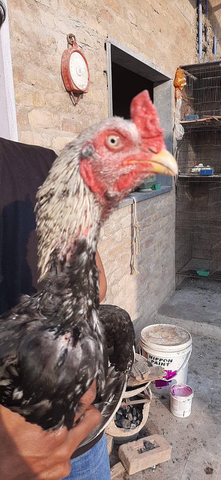 Java Aseel jumbo size 4