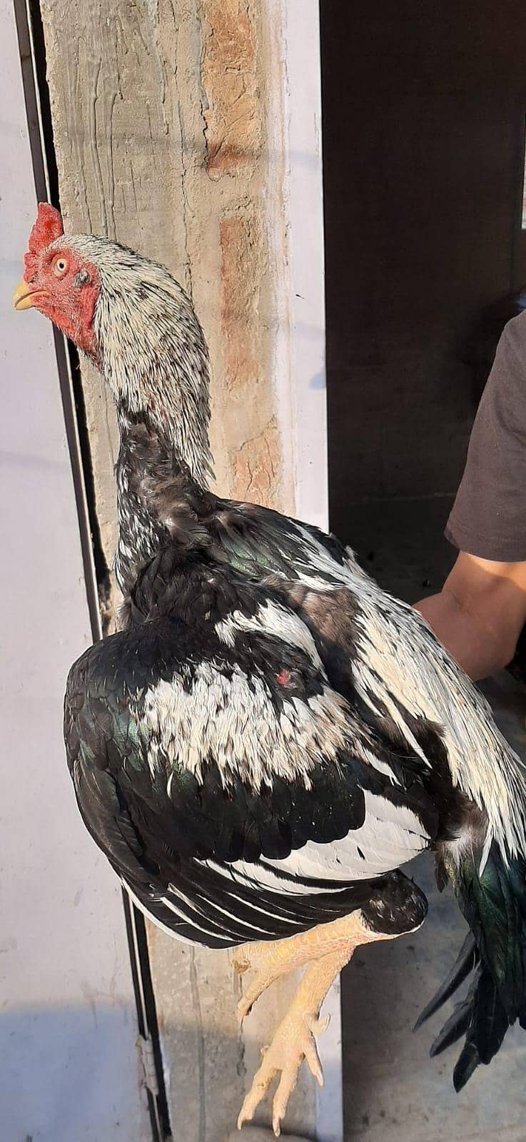 Java Aseel jumbo size 5