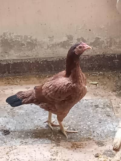 4 Desi + 1 Misri = 5 Egg laying Hens (layers)