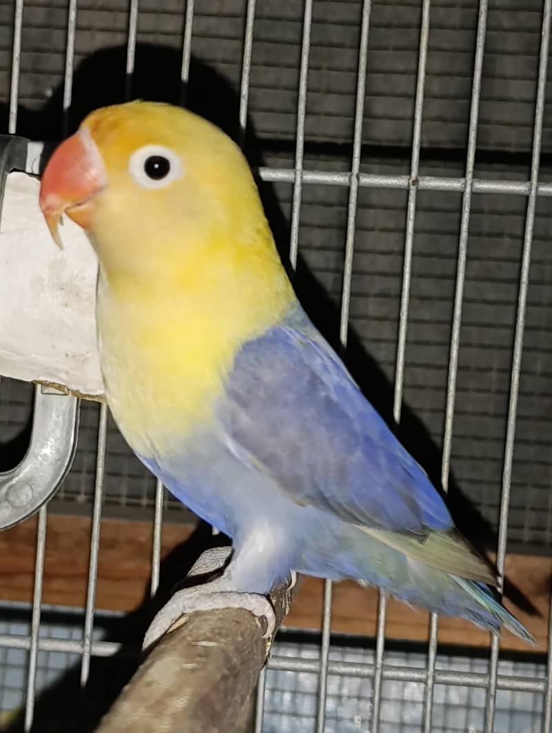 Violet Parblue opaline and Blue opaline lovebird ready 10 months ...