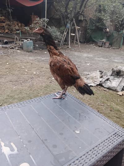 aseel murgi 03224787662