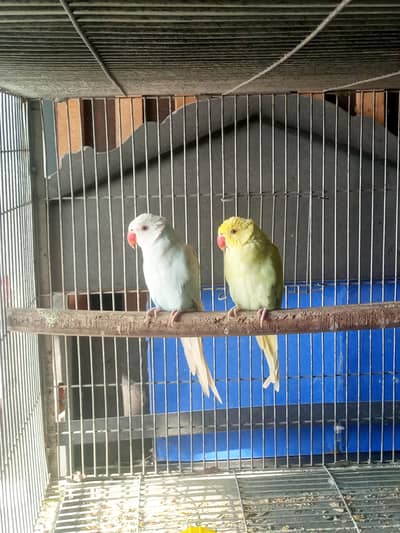 Parrots mutation For rehoming