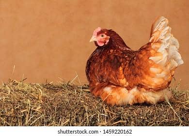 90% production original breed