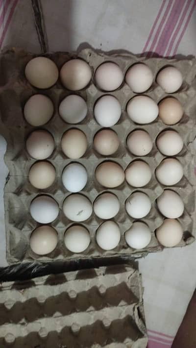 Desi eggs