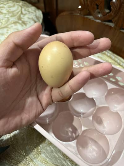 White pure shamo eggs