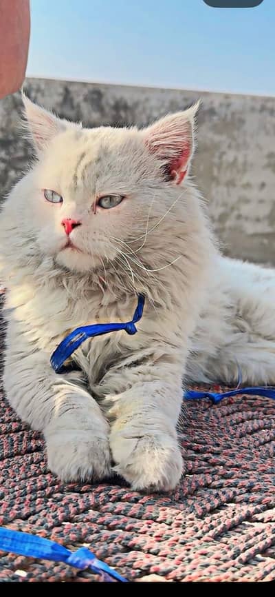 Persian Male cat