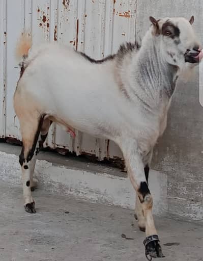 Barbari Goat