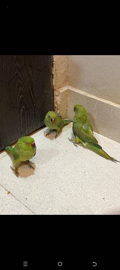 1 pair and 1 female for sell