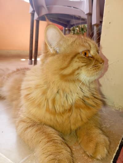 triple heavy coat Persian male ginger colour