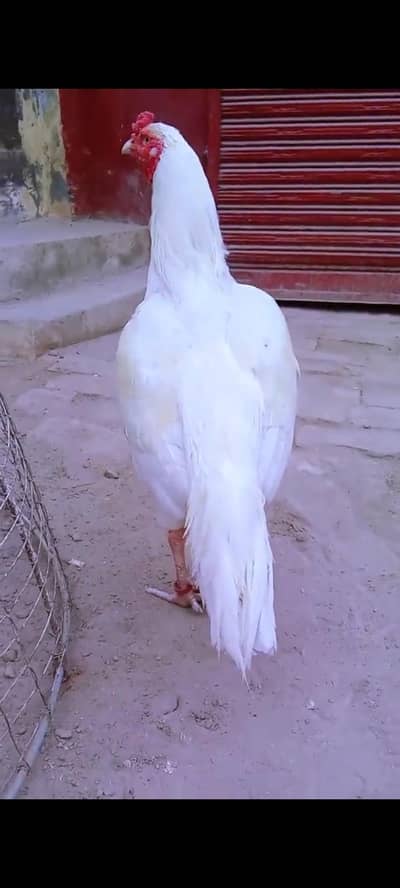 Aseel Heera,mianwali breed,Aseel murga,white aseel