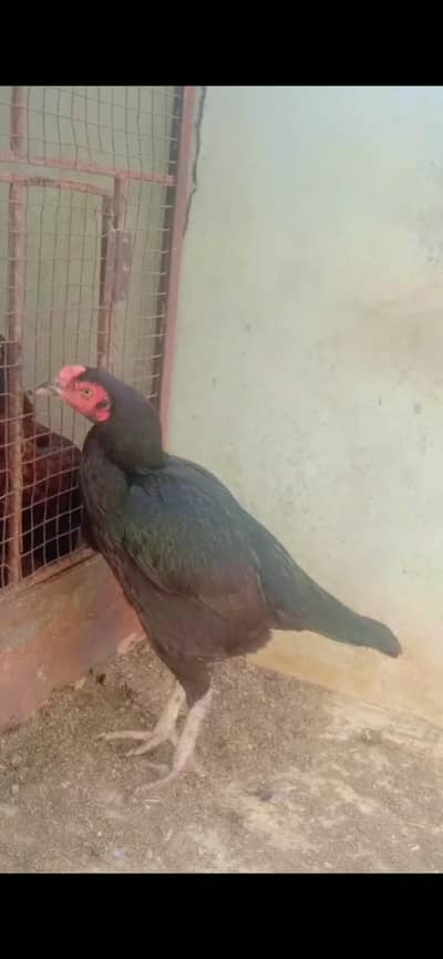 Pure Aseel Mushki female high quality