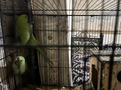 Parrots For Sale