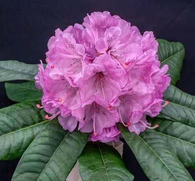 Driver required for Yungo indrive