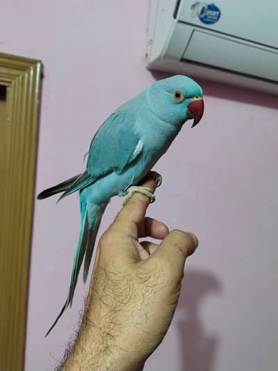 Blue Parrot