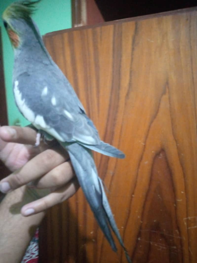 full hand tamed zero bite 0