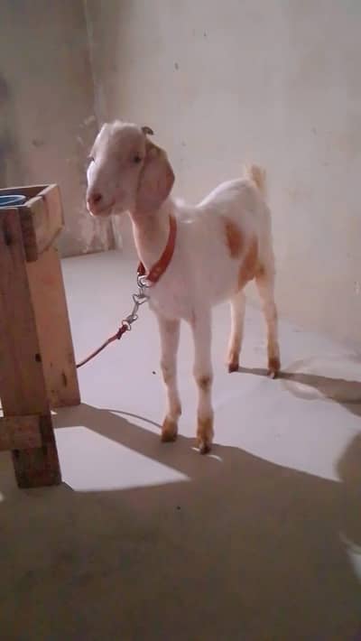 panjab tapraa wtsb nmbr 03102639551