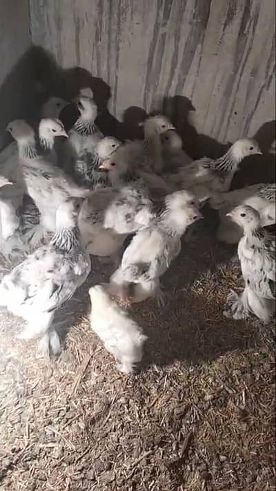 light Colombian brahma chicks available