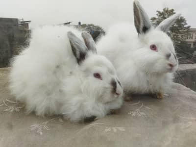 angora females adult and breedar top quality