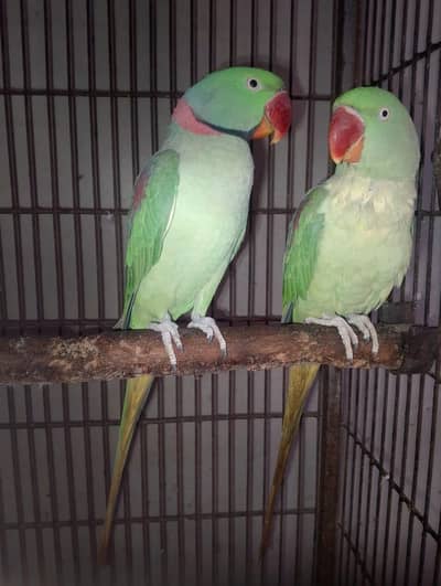 confirm breedar pair Hy 2 br breed Kr Chuka Hy