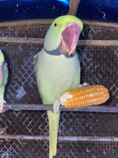 Raw parrots exchange