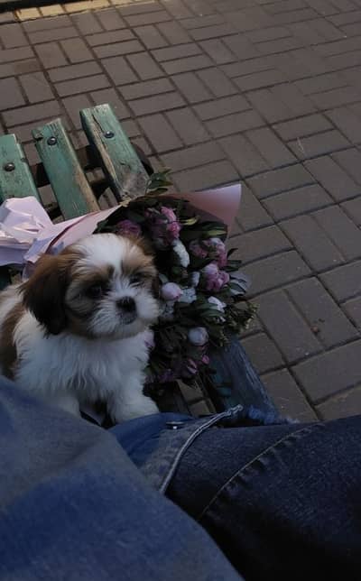 Shihtzu puppy 03075273683