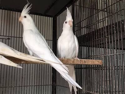 Healthy Cockatiel Parrot Pair for Sale