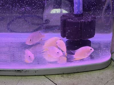 Golden and Red Shoulder Severum