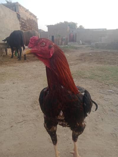 mianwali crosse bread  peor aseel