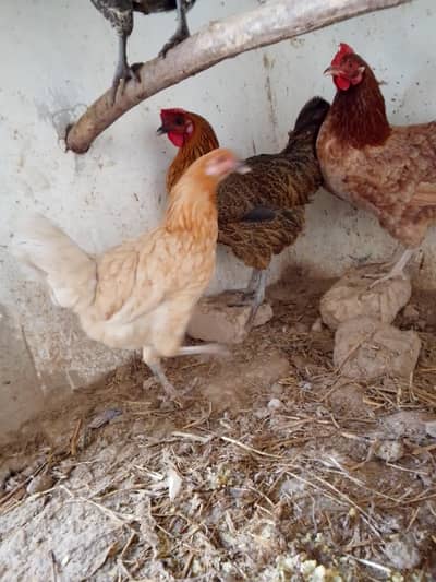 donon murgi ande de rahi hain ek murgi Patti hai