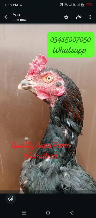 Home birds mushka blood topla. ptha