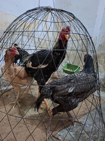 Top class Shamo Breeders 1 male and 2 female for sale