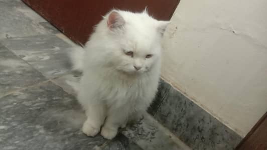 Male Persian cat for sale