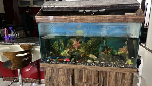 Fish Aquarium