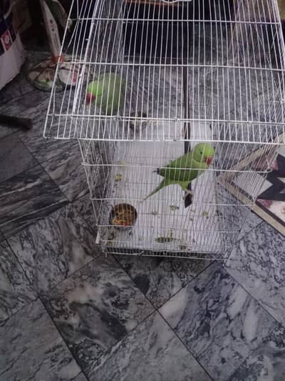 Raw parrots pair for sale