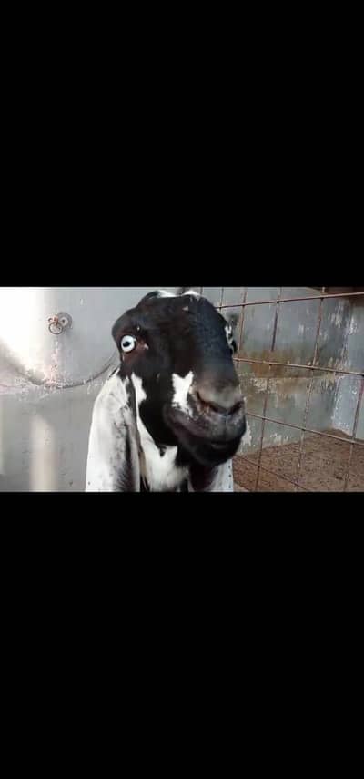 top quality beetal 03042346126