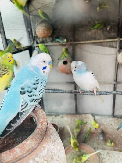 Australian parrots- home parrots