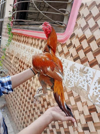 high quality narangi murga 03711036880