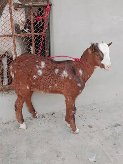 Lal Ajruk chamba tedda male pink nose age 4 months