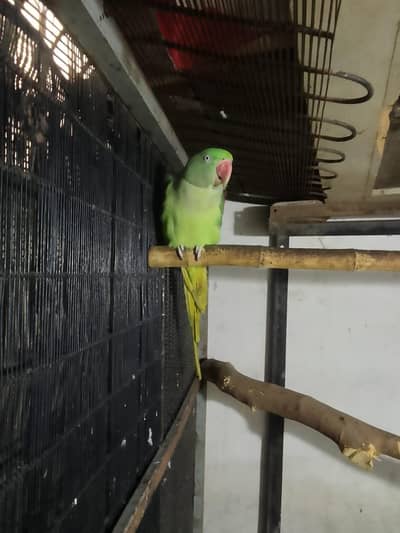 Hand Tain connect number 03214688992